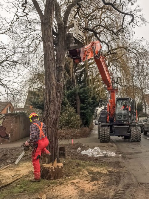 Baumfällarbeiten in Hannover